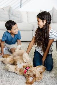 Children playing with a dog on a rug cleaned by Zerorez.