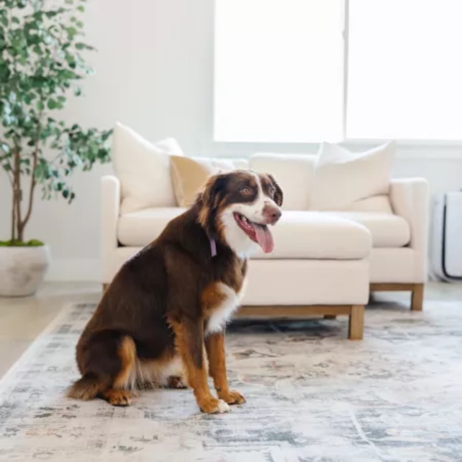 This dog enjoys the clean rug thanks to Zerorez.