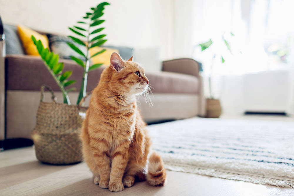 What Is Green Cleaning — And Does It Really Matter?